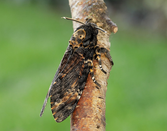 69.005 BF1973 Death's-head Hawk-moth Acherontia atropos