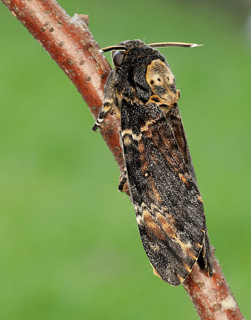 69.005 BF1973 Death's-head Hawk-moth Acherontia atropos
