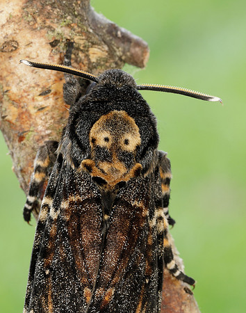 69.005 BF1973 Death's-head Hawk-moth Acherontia atropos