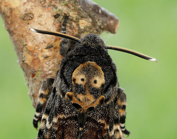 69.005 BF1973 Death's-head Hawk-moth Acherontia atropos