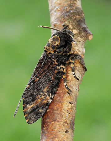 69.005 BF1973 Death's-head Hawk-moth Acherontia atropos
