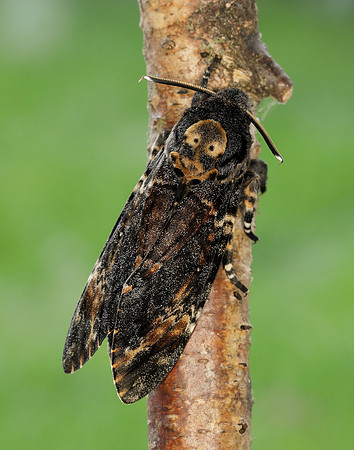 69.005 BF1973 Death's-head Hawk-moth Acherontia atropos