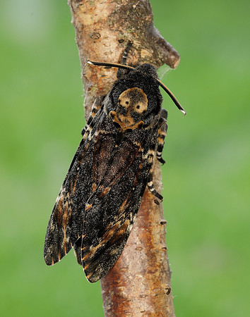 69.005 BF1973 Death's-head Hawk-moth Acherontia atropos
