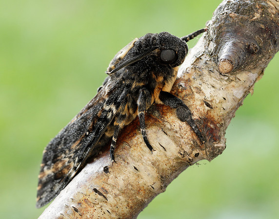 69.005 BF1973 Death's-head Hawk-moth Acherontia atropos
