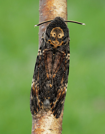 69.005 BF1973 Death's-head Hawk-moth Acherontia atropos