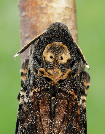 69.005 BF1973 Death's-head Hawk-moth Acherontia atropos