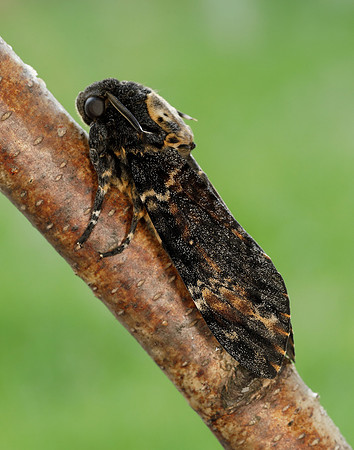 69.005 BF1973 Death's-head Hawk-moth Acherontia atropos