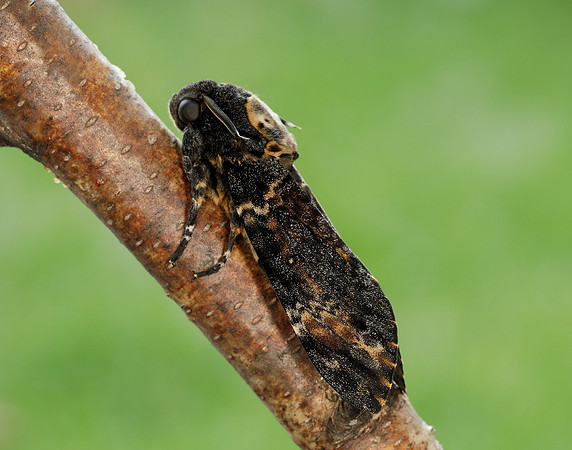 69.005 BF1973 Death's-head Hawk-moth Acherontia atropos
