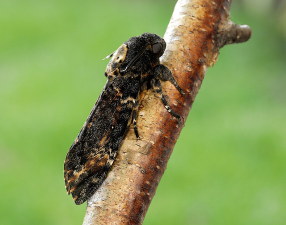 69.005 BF1973 Death's-head Hawk-moth Acherontia atropos