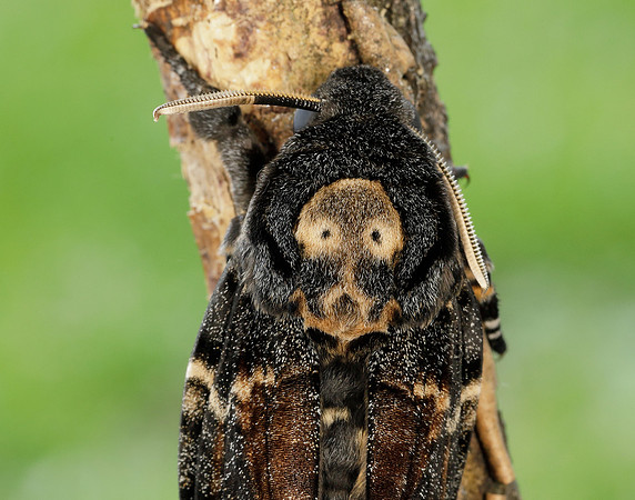 69.005 BF1973 Death's-head Hawk-moth Acherontia atropos