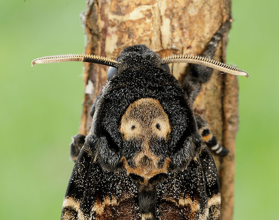 69.005 BF1973 Death's-head Hawk-moth Acherontia atropos