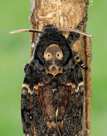 69.005 BF1973 Death's-head Hawk-moth Acherontia atropos