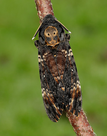 69.005 BF1973 Death's-head Hawk-moth Acherontia atropos