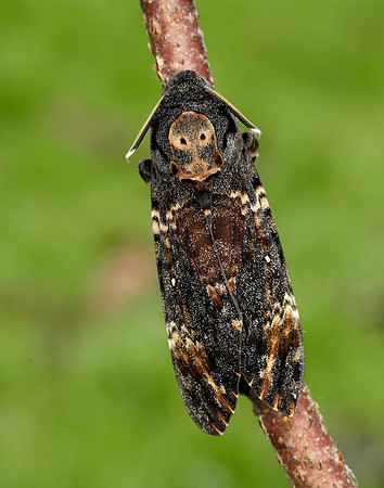 69.005 BF1973 Death's-head Hawk-moth Acherontia atropos