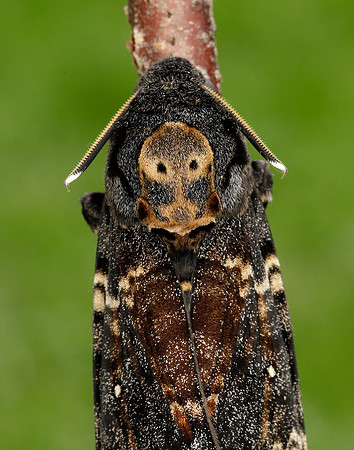 69.005 BF1973 Death's-head Hawk-moth Acherontia atropos