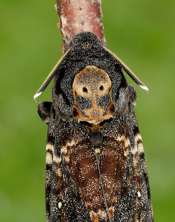 69.005 BF1973 Death's-head Hawk-moth Acherontia atropos