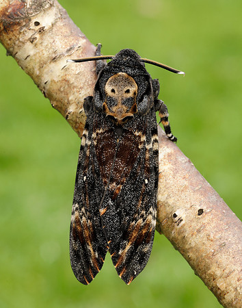 69.005 BF1973 Death's-head Hawk-moth Acherontia atropos