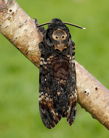 69.005 BF1973 Death's-head Hawk-moth Acherontia atropos