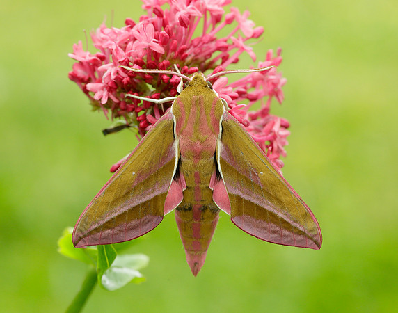 69.016 BF1991 Elephant Hawk-moth Deilephila elpenor