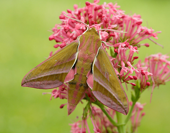 69.016 BF1991 Elephant Hawk-moth Deilephila elpenor