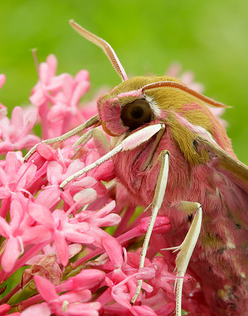 69.016 BF1991 Elephant Hawk-moth Deilephila elpenor