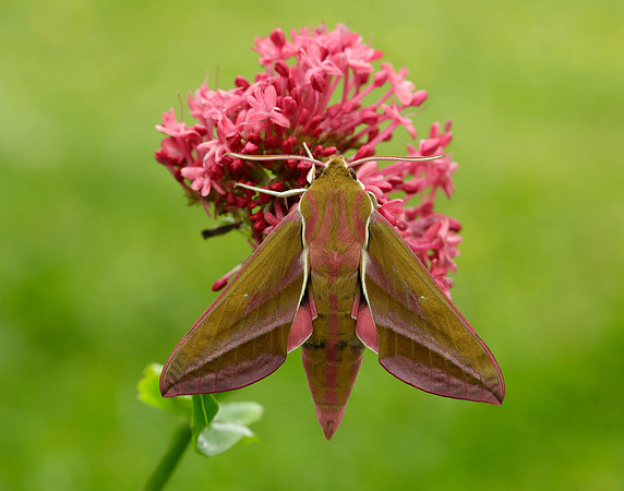 69.016 BF1991 Elephant Hawk-moth Deilephila elpenor