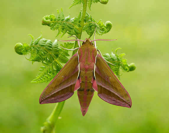69.016 BF1991 Elephant Hawk-moth Deilephila elpenor