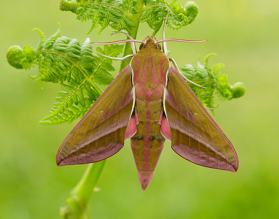 69.016 BF1991 Elephant Hawk-moth Deilephila elpenor