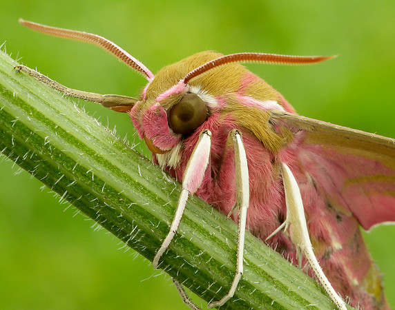 69.016 BF1991 Elephant Hawk-moth Deilephila elpenor
