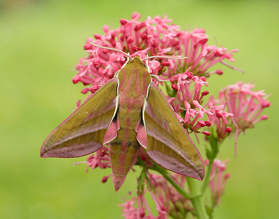 69.016 BF1991 Elephant Hawk-moth Deilephila elpenor