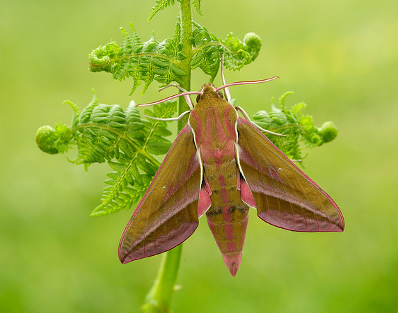 69.016 BF1991 Elephant Hawk-moth Deilephila elpenor