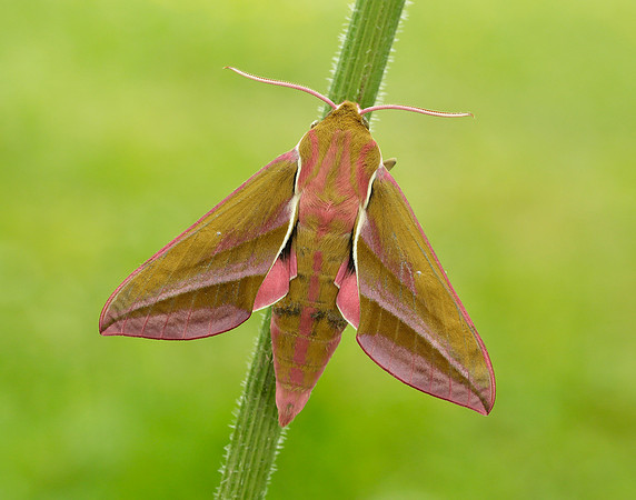 69.016 BF1991 Elephant Hawk-moth Deilephila elpenor