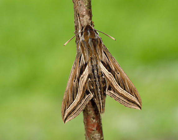 69.018 BF1993 Silver-striped Hawk-moth Hippotion celerio