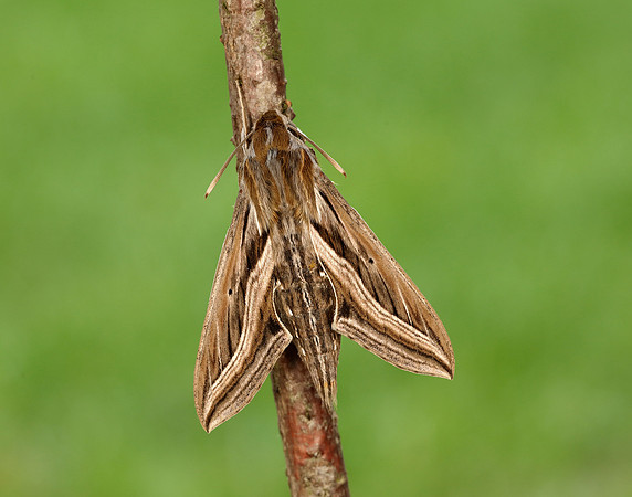 69.018 BF1993 Silver-striped Hawk-moth Hippotion celerio