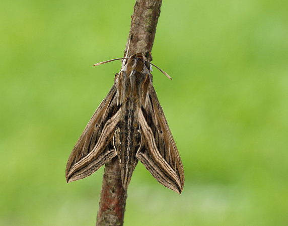 69.018 BF1993 Silver-striped Hawk-moth Hippotion celerio
