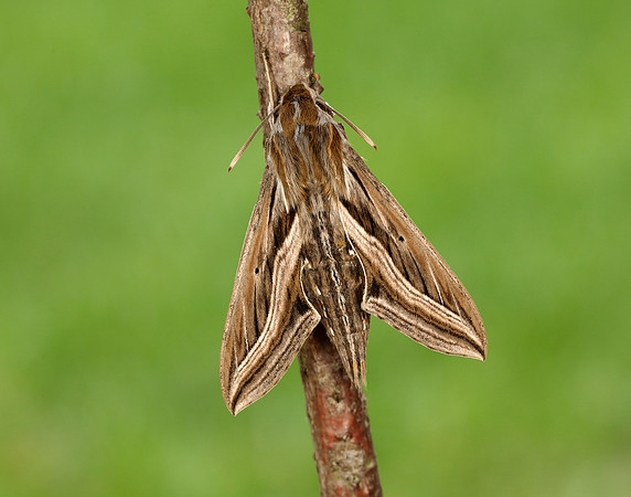 69.018 BF1993 Silver-striped Hawk-moth Hippotion celerio