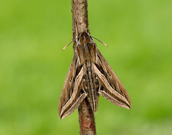 69.018 BF1993 Silver-striped Hawk-moth Hippotion celerio