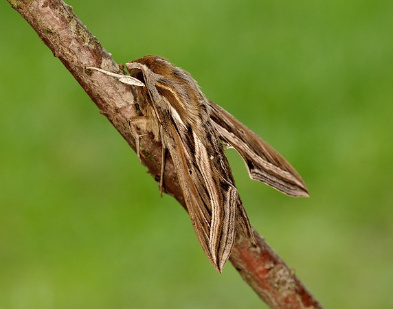 69.018 BF1993 Silver-striped Hawk-moth Hippotion celerio