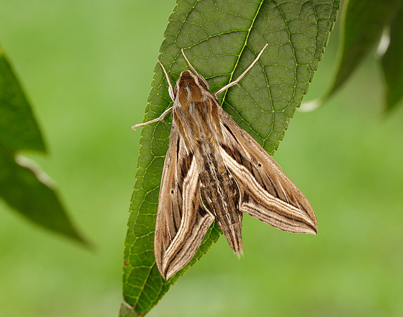 69.018 BF1993 Silver-striped Hawk-moth Hippotion celerio