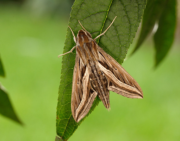 69.018 BF1993 Silver-striped Hawk-moth Hippotion celerio