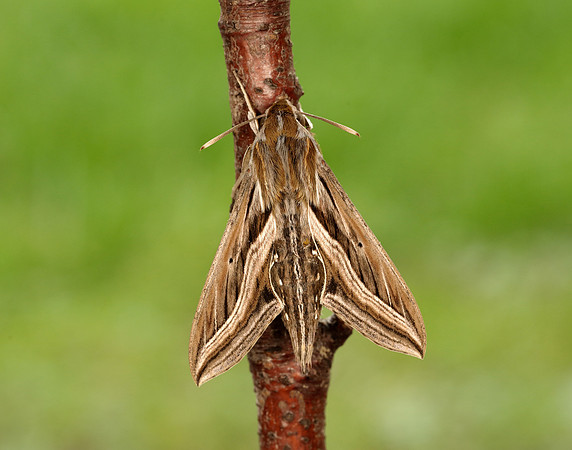 69.018 BF1993 Silver-striped Hawk-moth Hippotion celerio