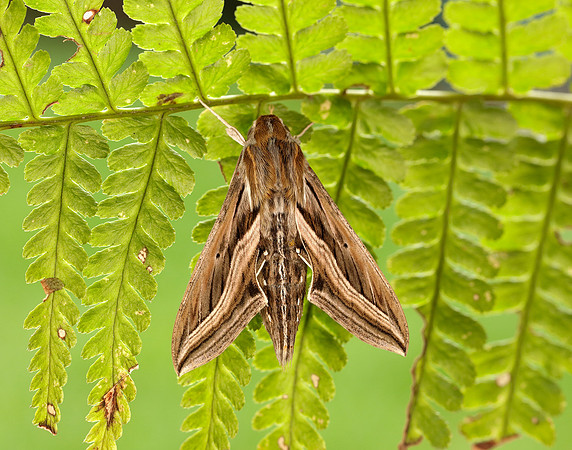 69.018 BF1993 Silver-striped Hawk-moth Hippotion celerio