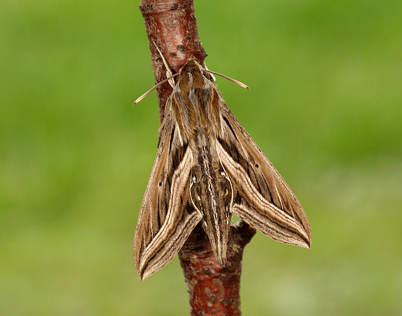 69.018 BF1993 Silver-striped Hawk-moth Hippotion celerio