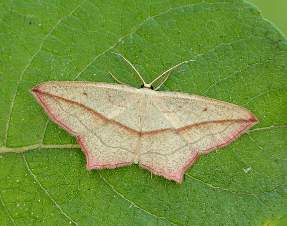 70.029 BF1682 Blood-vein Timandra comae