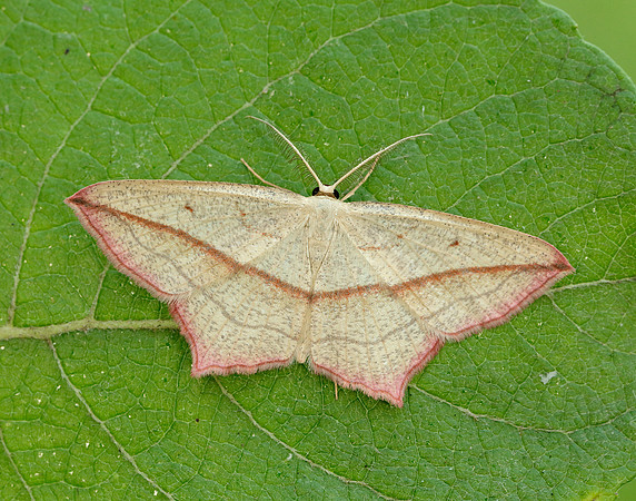 70.029 BF1682 Blood-vein Timandra comae