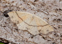 70.036 BF1680 Maiden's Blush Cyclophora punctaria