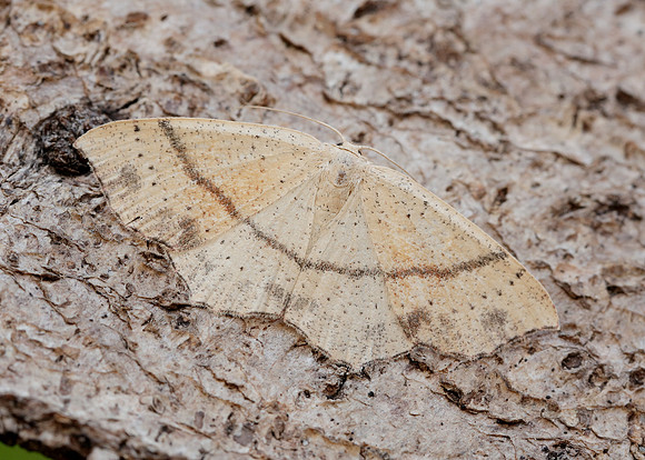 70.036 BF1680 Maiden's Blush Cyclophora punctaria