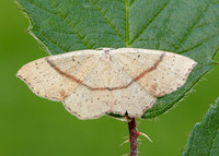 70.036 BF1680 Maiden's Blush Cyclophora punctaria