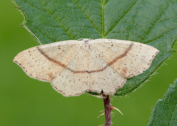 70.036 BF1680 Maiden's Blush Cyclophora punctaria