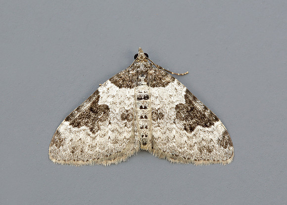 70.049 BF1728 Garden Carpet Xanthorhoe fluctuata